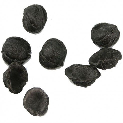 Orecchiette au encre de seiche Casa...